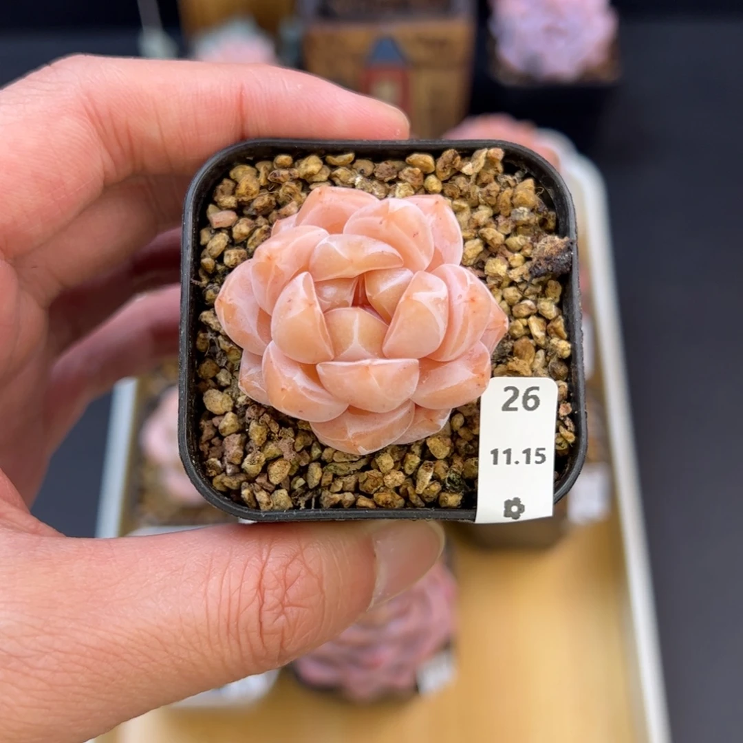 茶卡26、哈哈哈哈哈