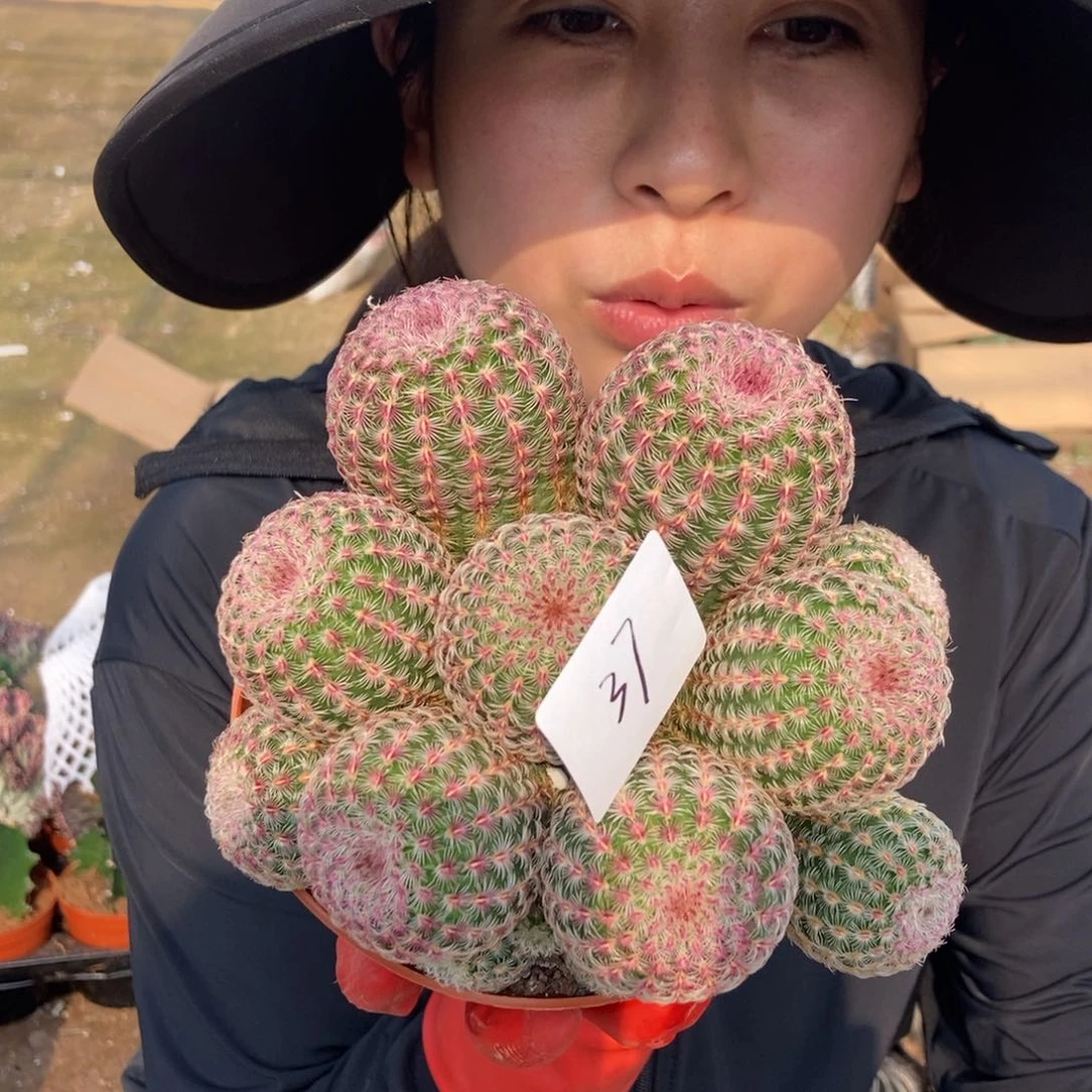 37红太阳一物一拍仙人球