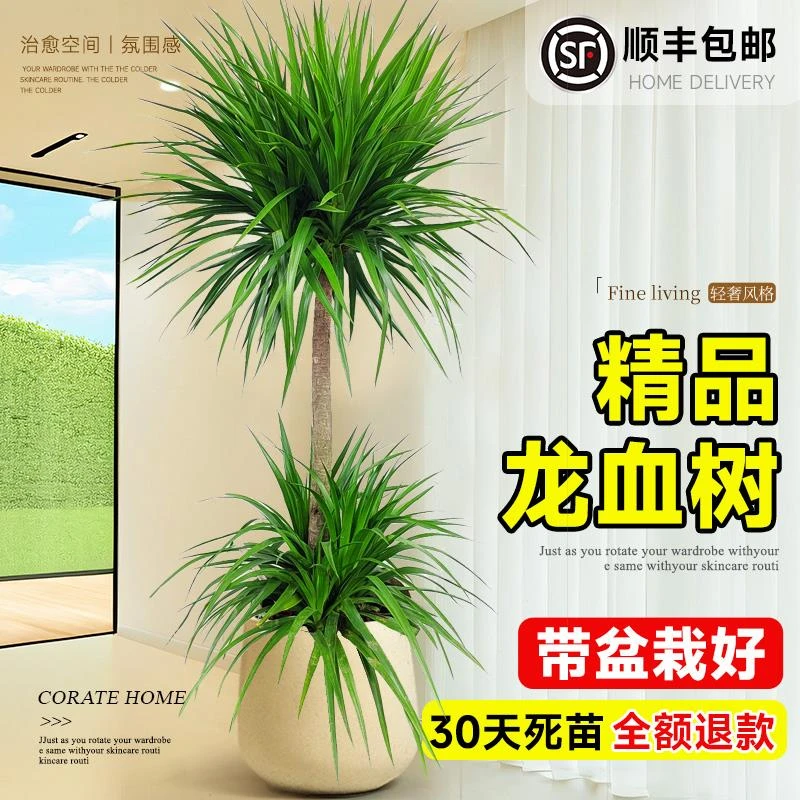 龙血树客厅绿植旺宅大型龙须树盆栽室内落地真树精品植物大号盆景