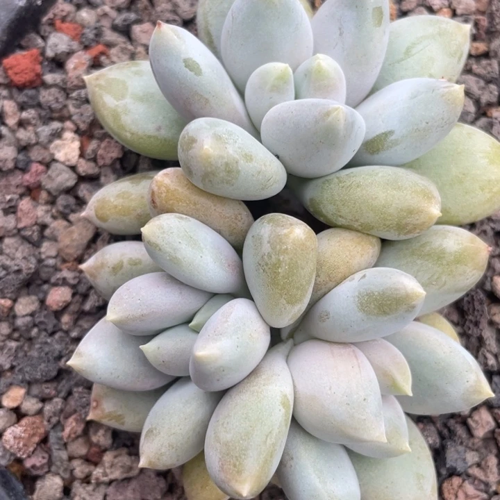 黄体，胖体，哥特，满38包邮