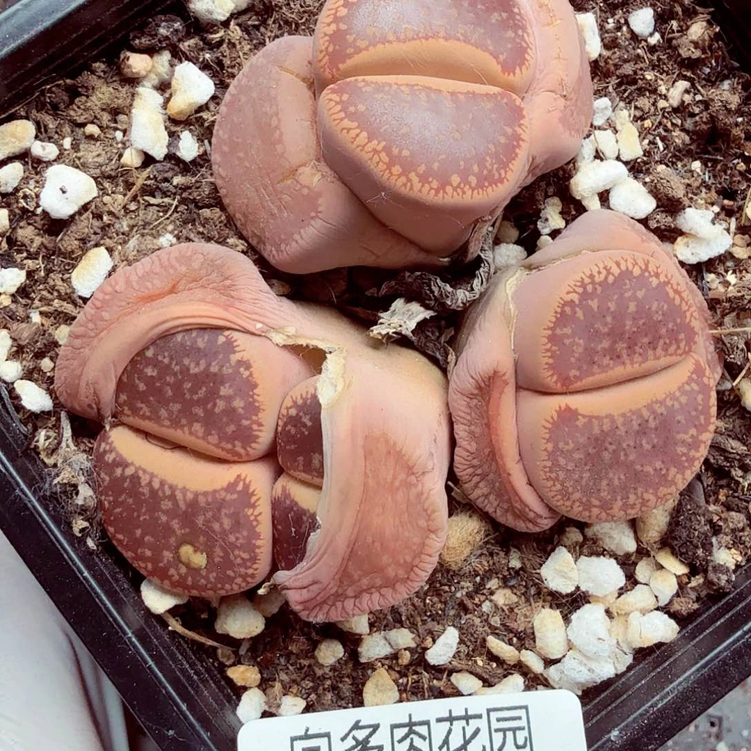 你不给别人的感觉很750