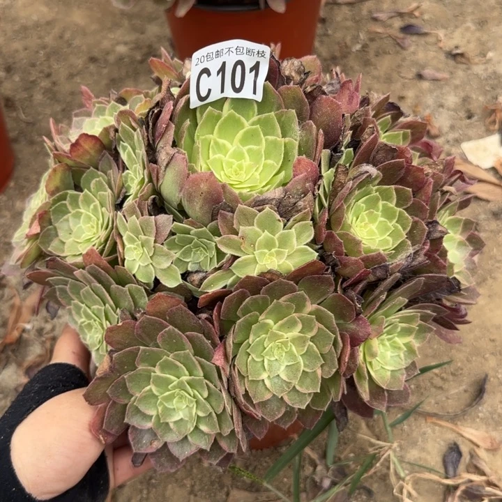 万花筒……多肉植物……