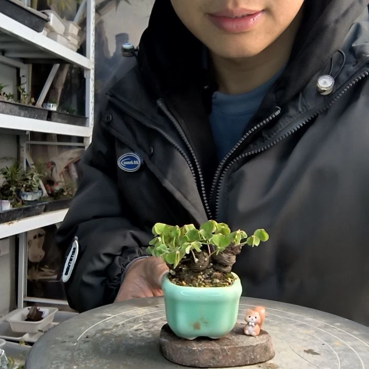 叫**嘻小盆景小植物一物一拍258