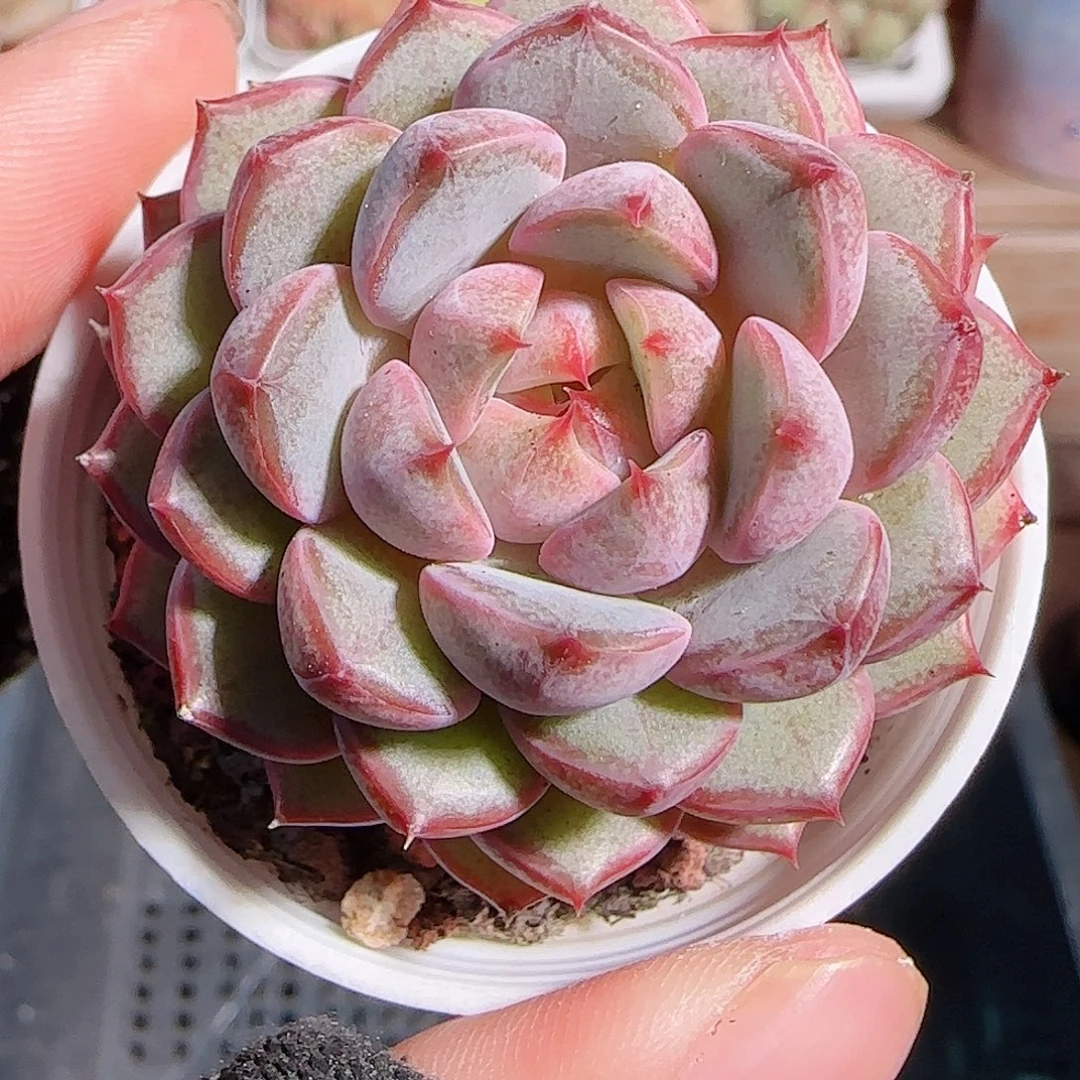 多肉一物一拍1027--114粉和锦