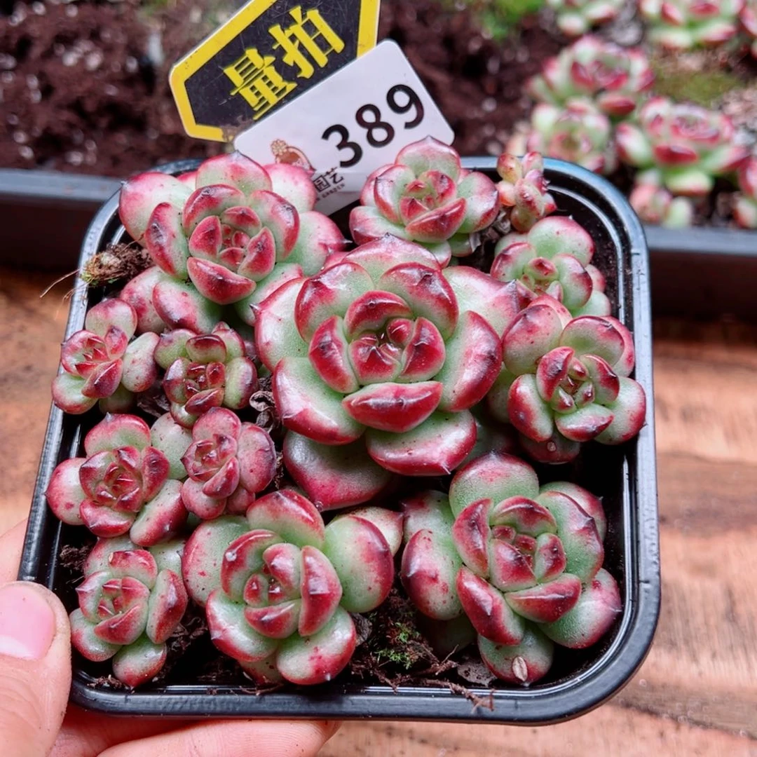 多肉植物多肉植物