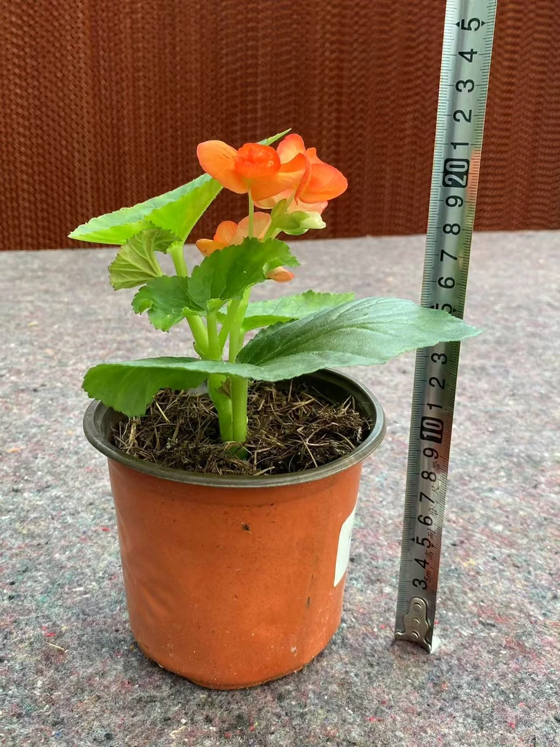 丽格海棠随机颜色小苗！