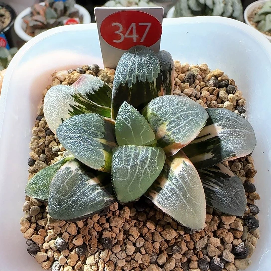 347号克锦一物一拍带盆土