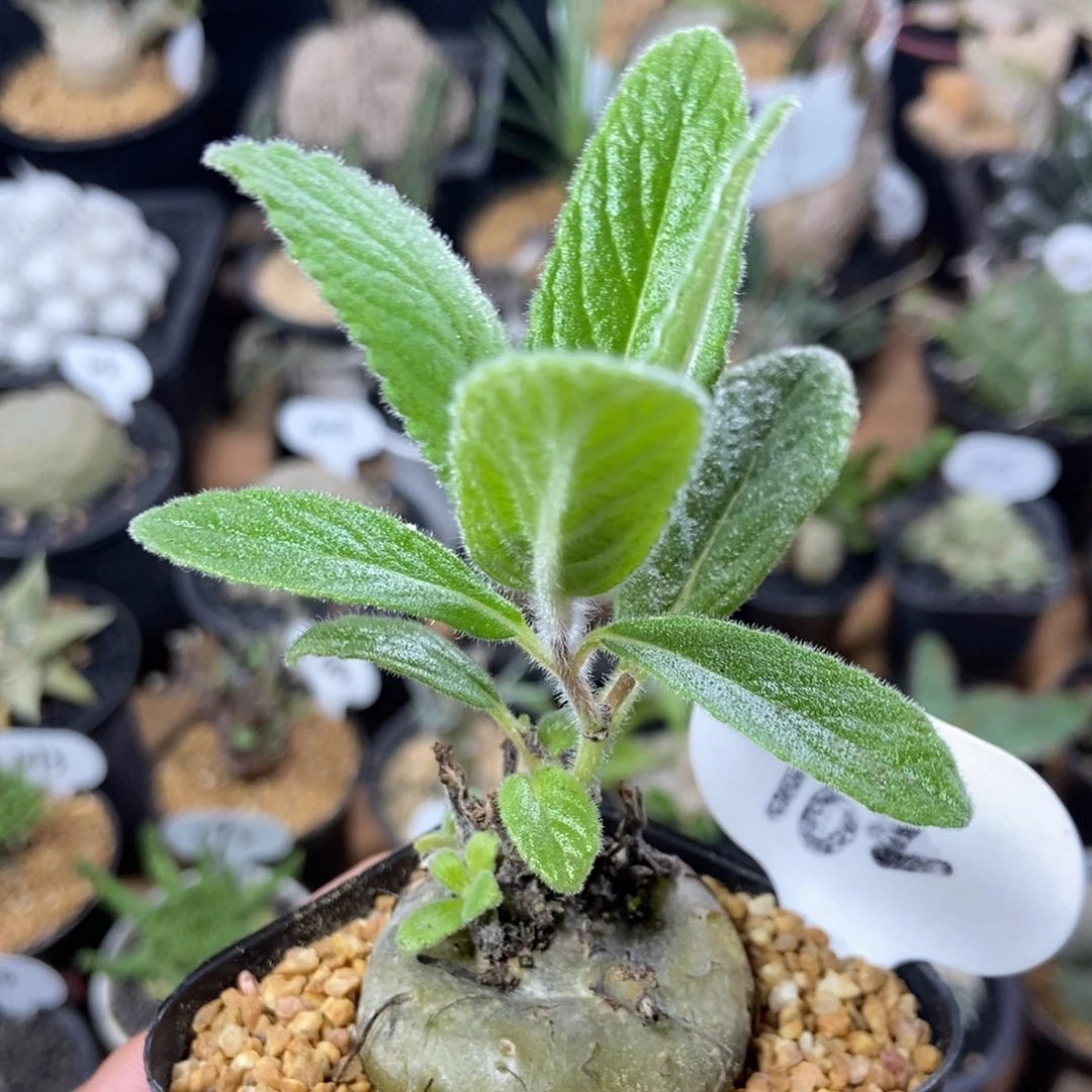 实生断崖香妃162号4.2cm