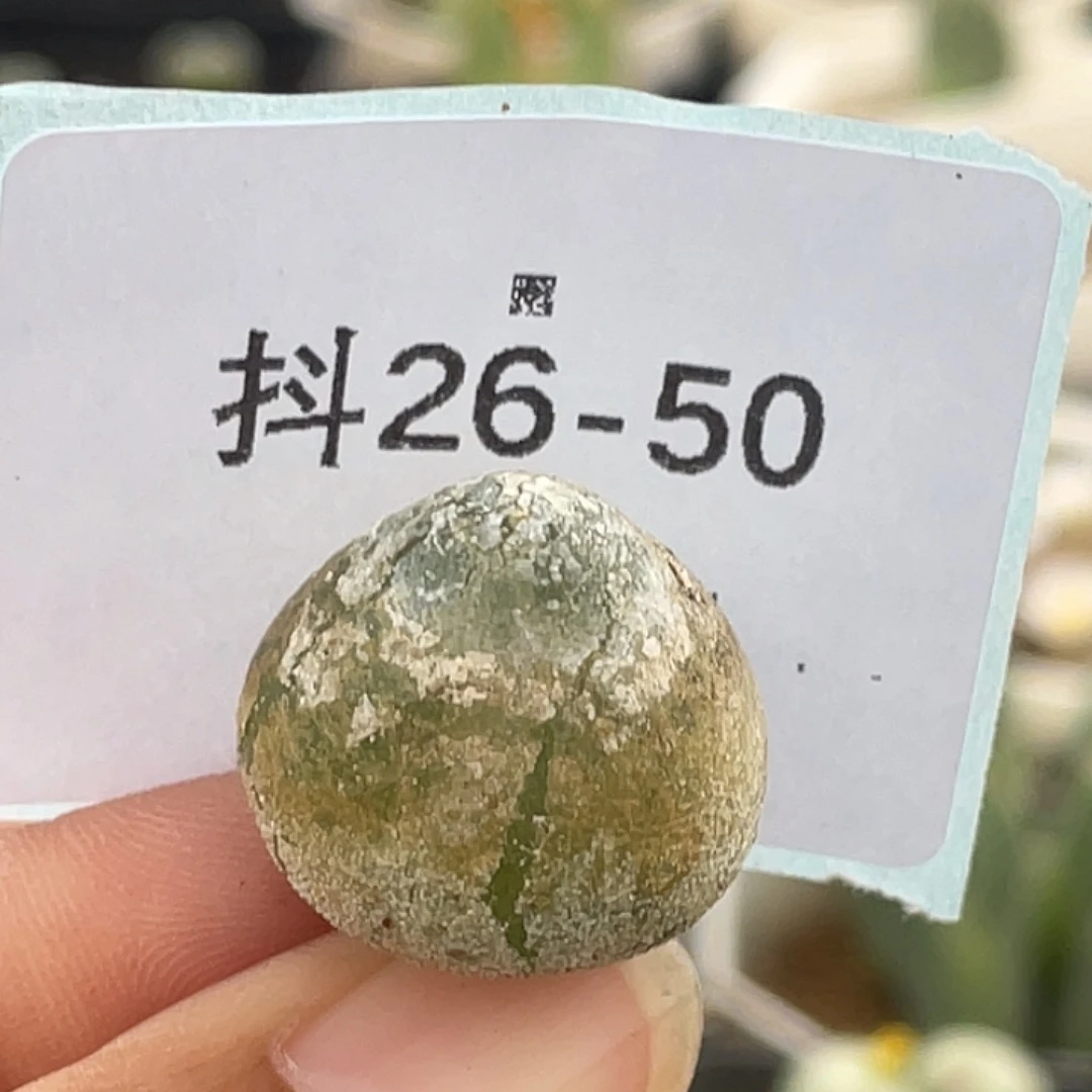 26-50灯泡多肉植物