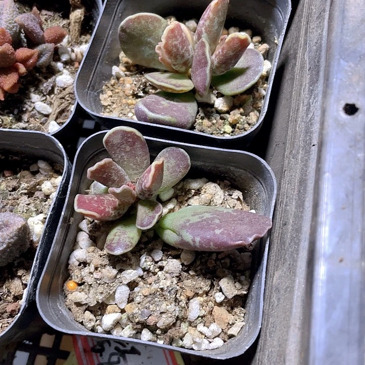 紫库博水泡3.8带盆