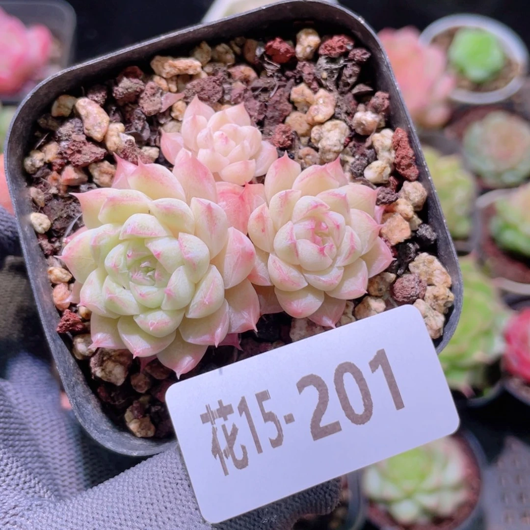花利美15-201女王
