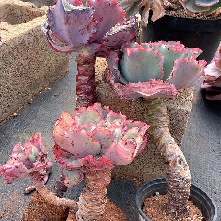 @****B41 包菜系列 3 棵