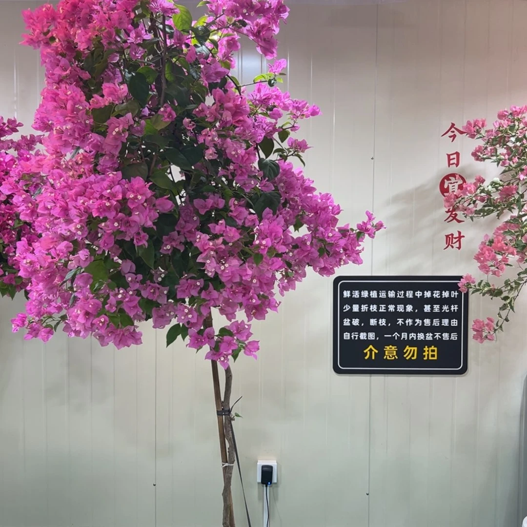 大量花朵（建议范围：8朵-15朵 或40%以上）鹰****砖