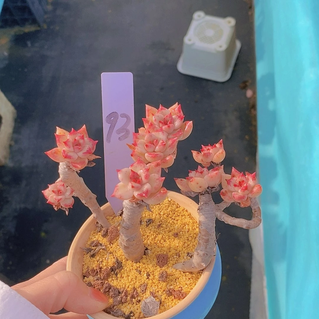 93多肉植物老桩11