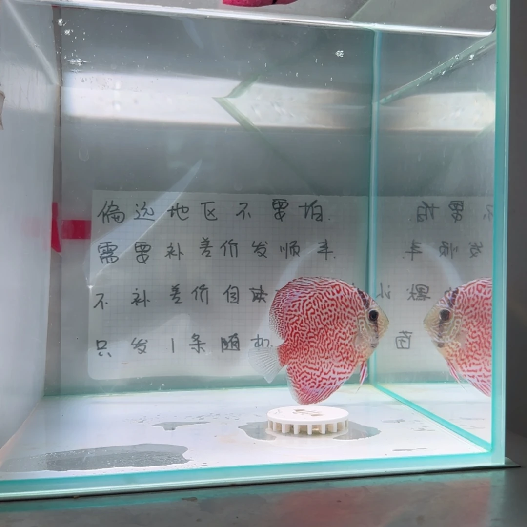七彩神仙鱼肉身7-8偏远地区不拍