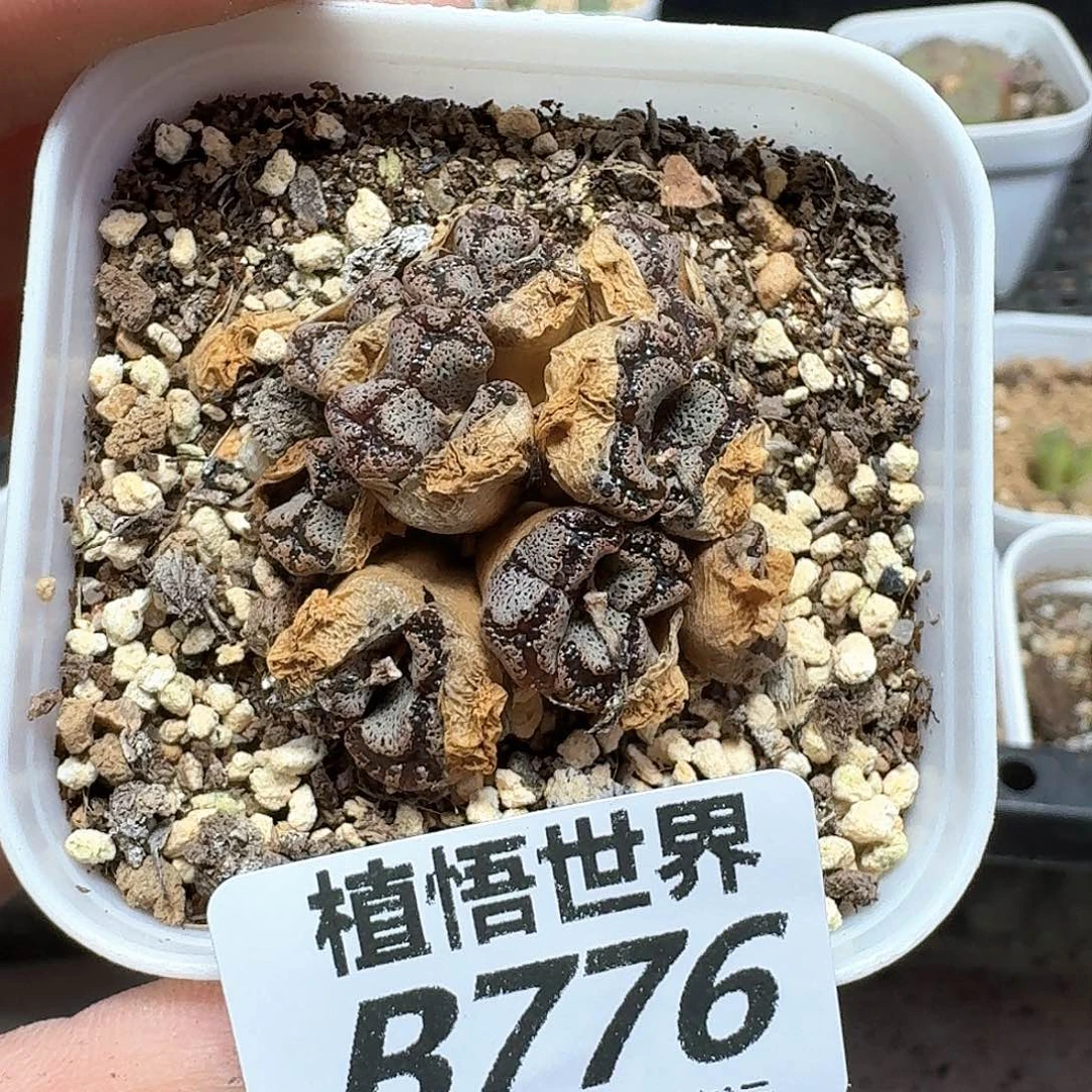 多肉植物的润泽额f g