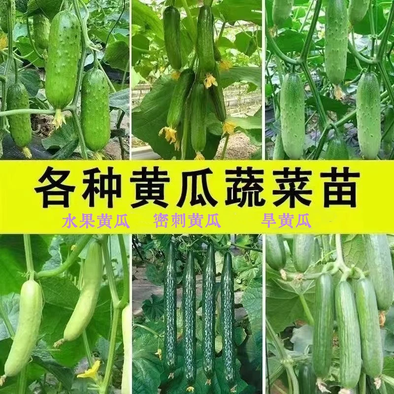绿心黄瓜种子青瓜种籽孑水果高产大全春季四季蔬菜盆栽秧苗菜种秧