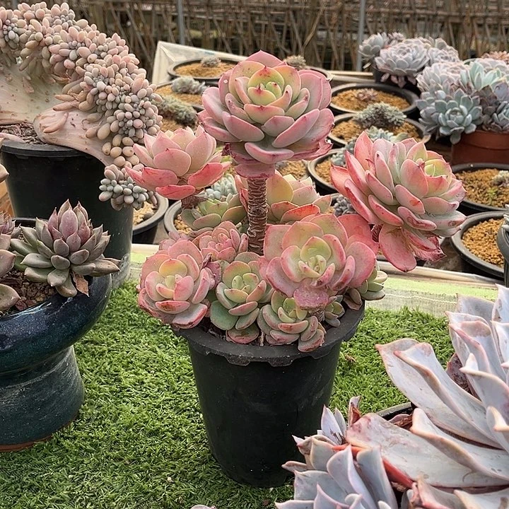 完全开放白月光大老桩