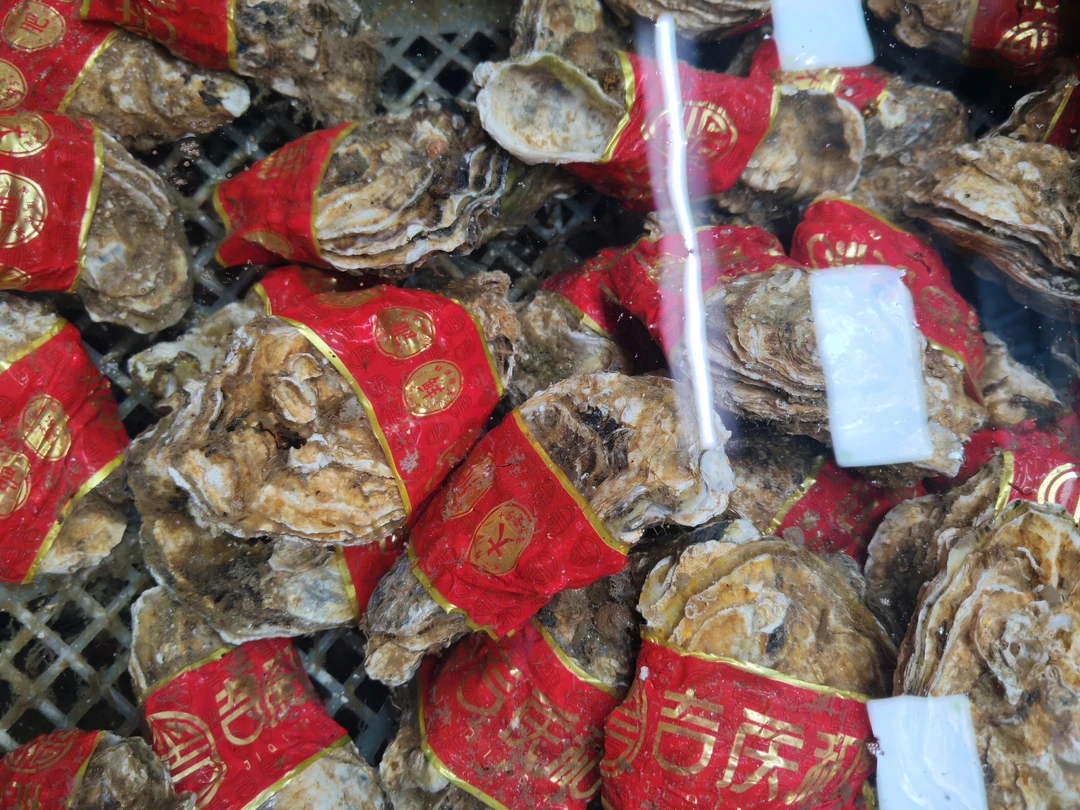 山东乳山生蚝3+精品生蚝1个