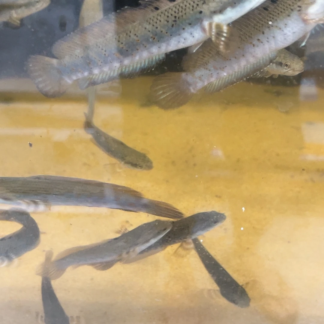 雷龙鱼幻红1111111111111@