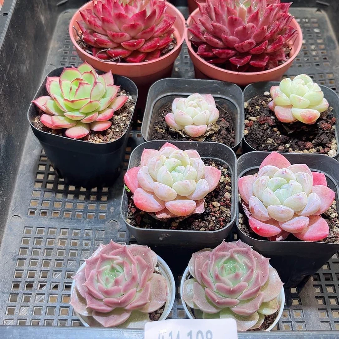 乐14-108 框拍11颗