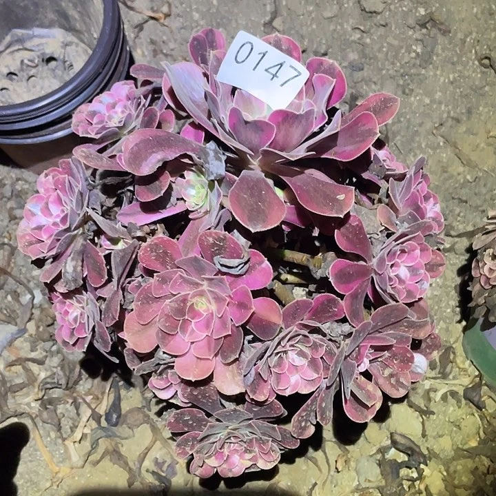 多肉植物法师147美杜莎