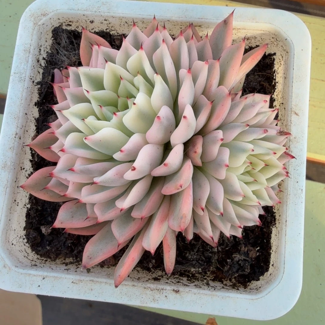 吉尔巴玫瑰锦锦上园艺一物一拍