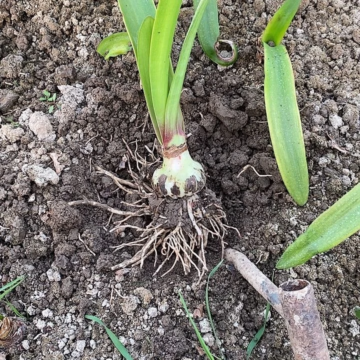 焦点5厘米朱顶红，