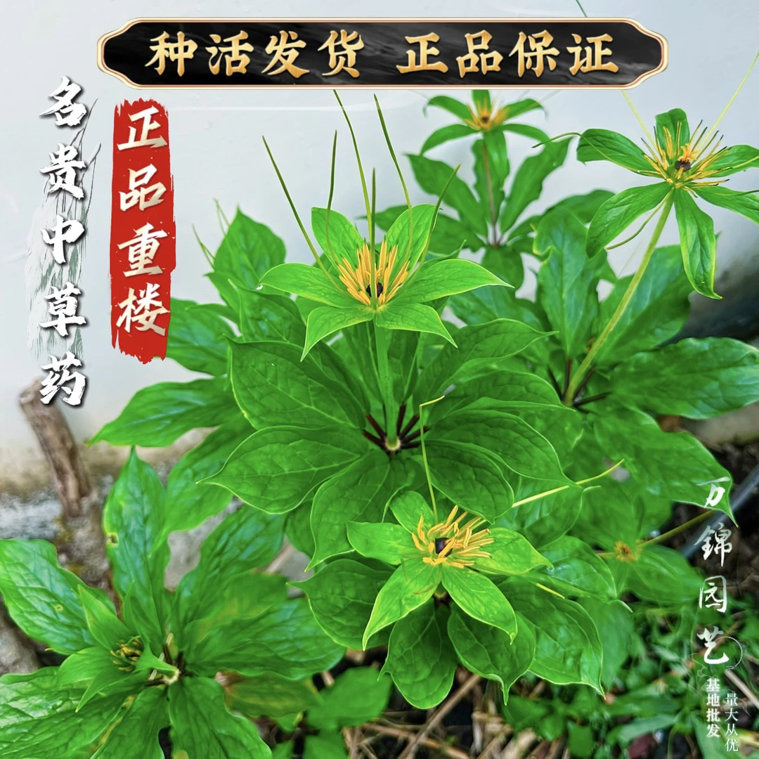 驱蛇植物七叶一枝花盆栽重楼苗绿植独角莲盆栽阳台庭院种植易成活
