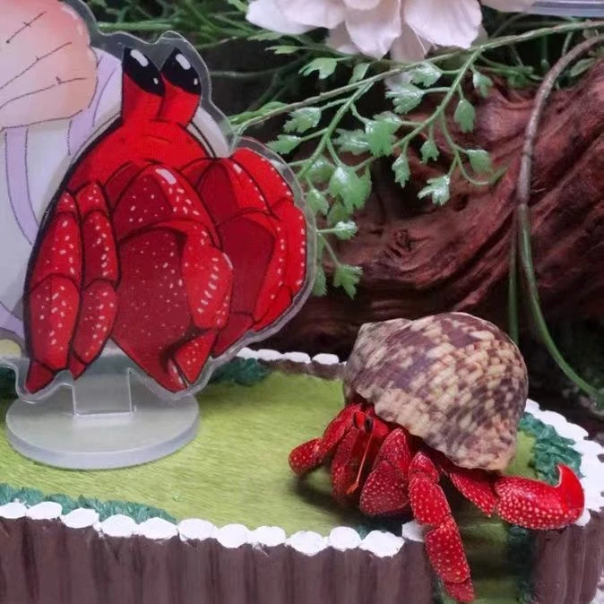 陆生寄居蟹淡水观赏蟹活体网红新手懒人宠物螃蟹小宝宝桌面小宠物