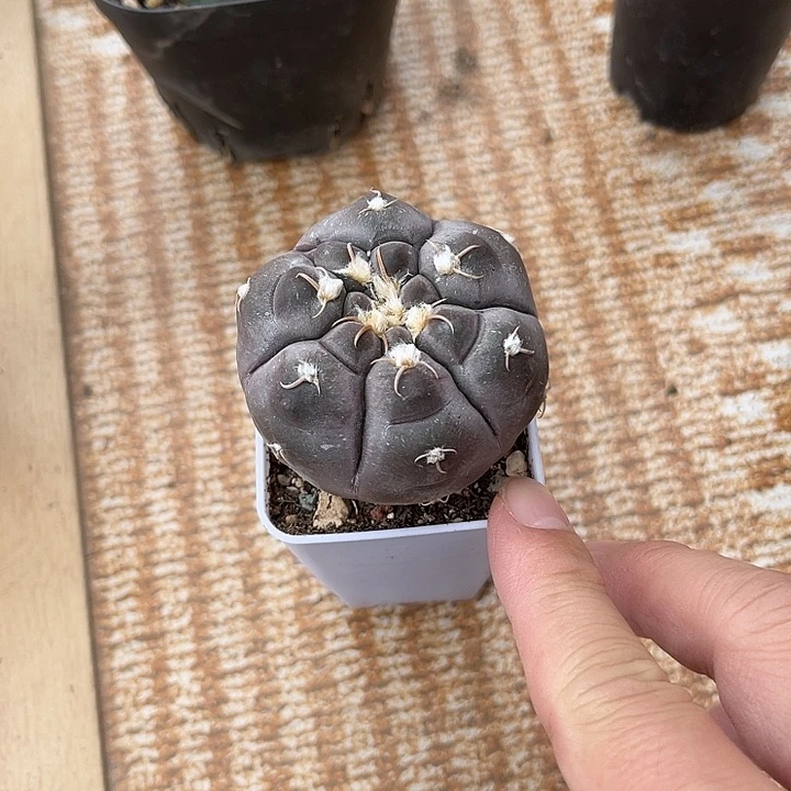 无花朵实生龟甲铅皮