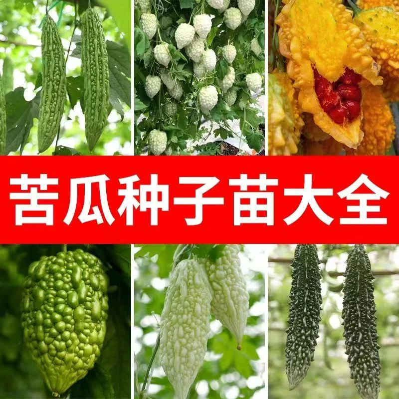 【顺丰包邮】苦瓜苗绿苦瓜幼苗秧苗蔬菜苗疙瘩绿长苦瓜耐热抗病