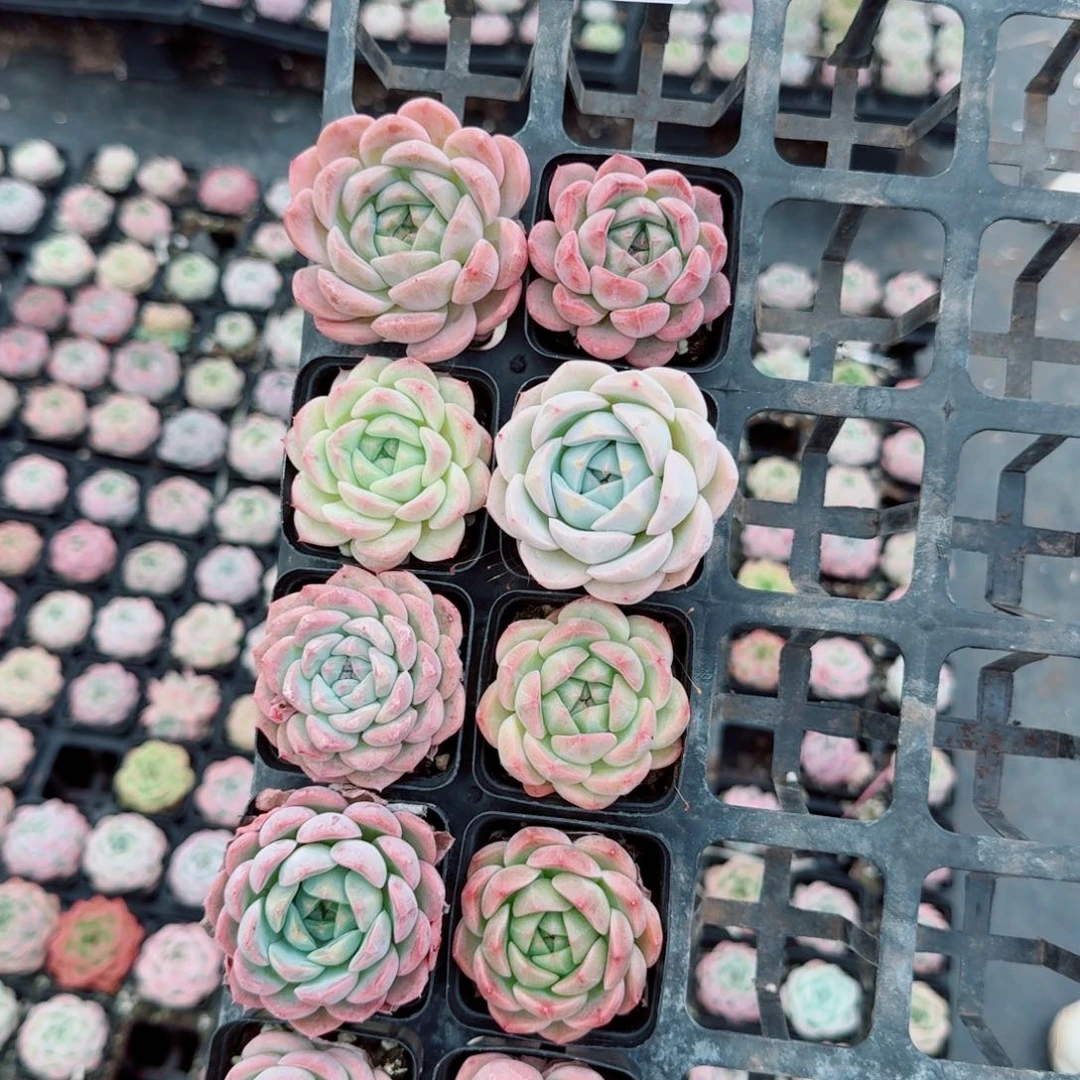 美尼糖心满盆量拍十棵4-21