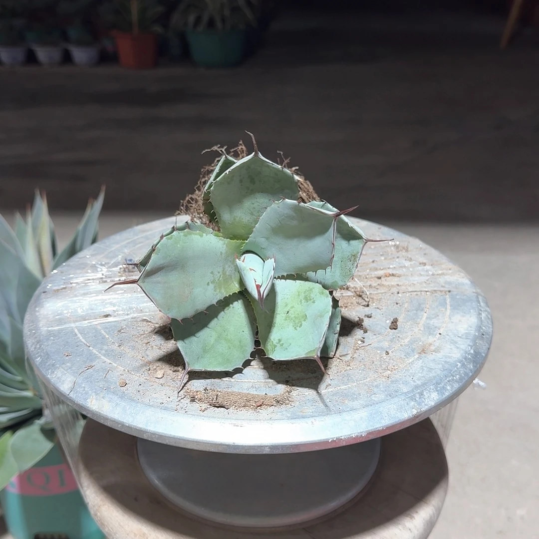 福克斯龙舌兰一一