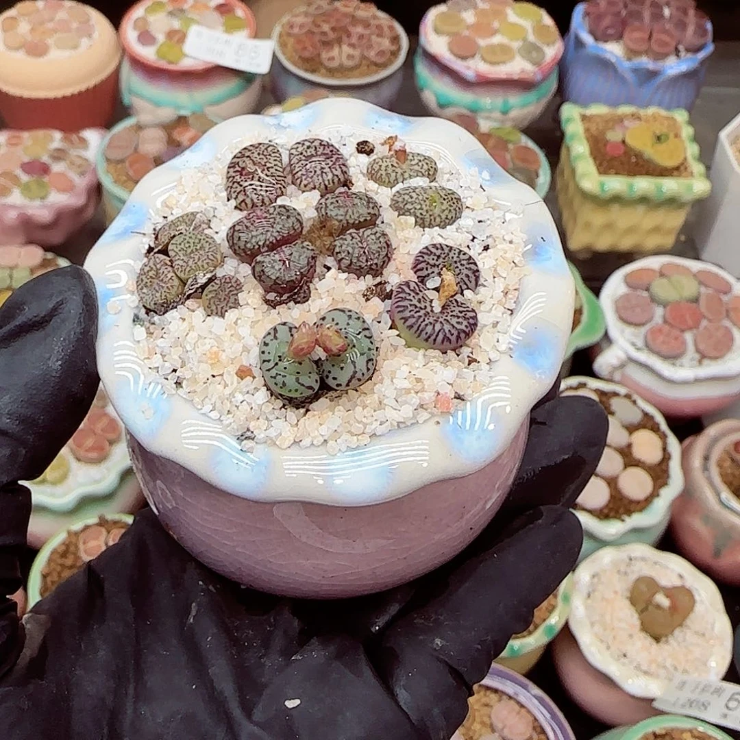 生石花满18包邮1208-91