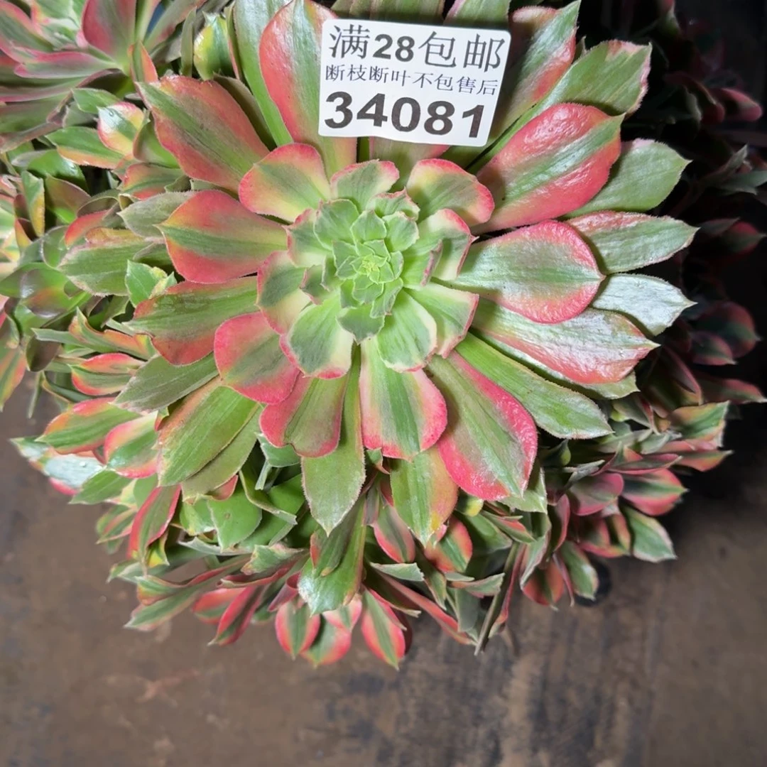 34081七彩多肉植物