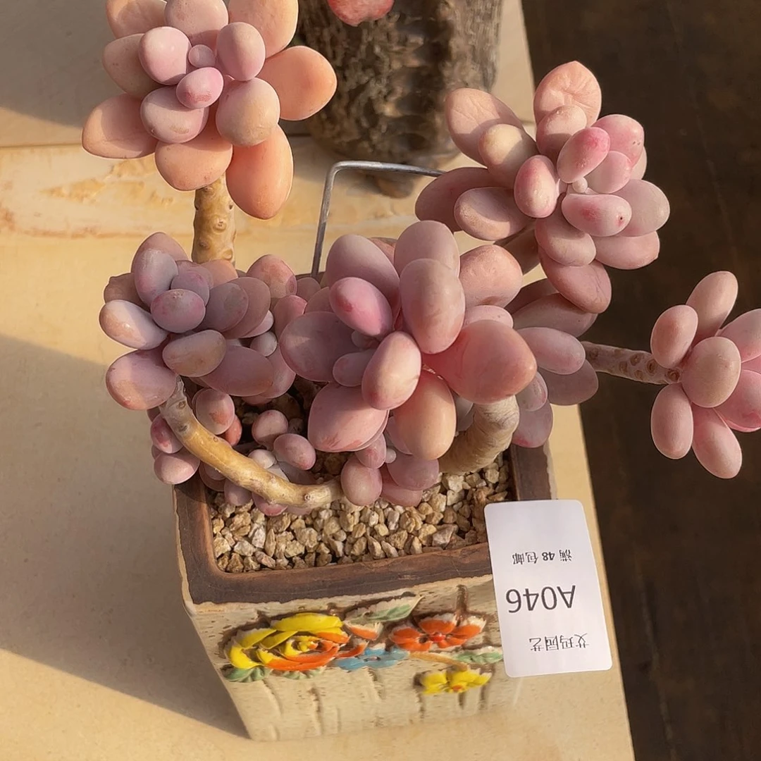 桃蛋046 多肉多肉多肉