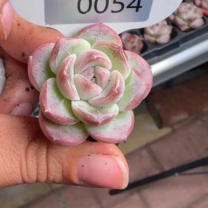 54号    胖子