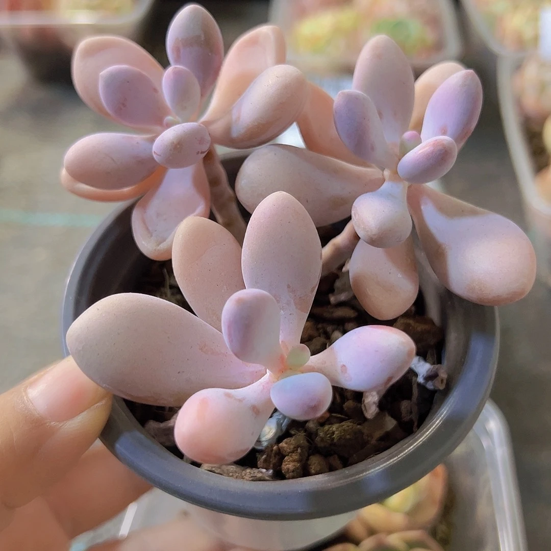 桃蛋，带盆带土发货