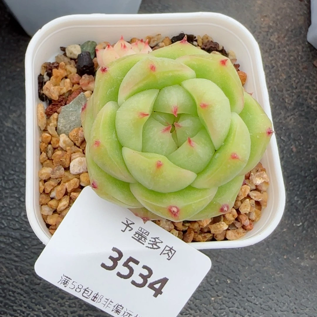 迷雾珍妮，3534多肉