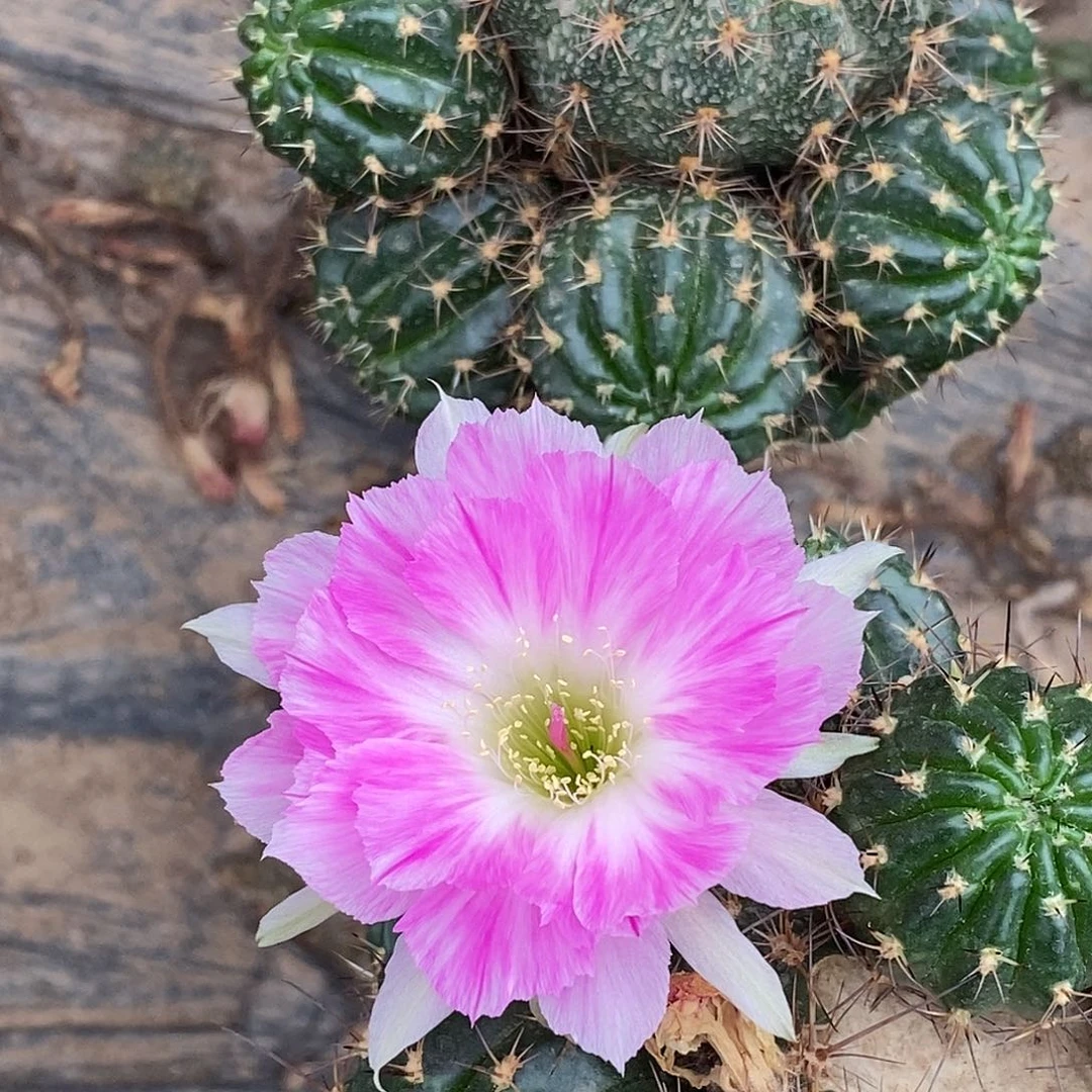 丽 醉美人侧芽 歪 20包邮4公分