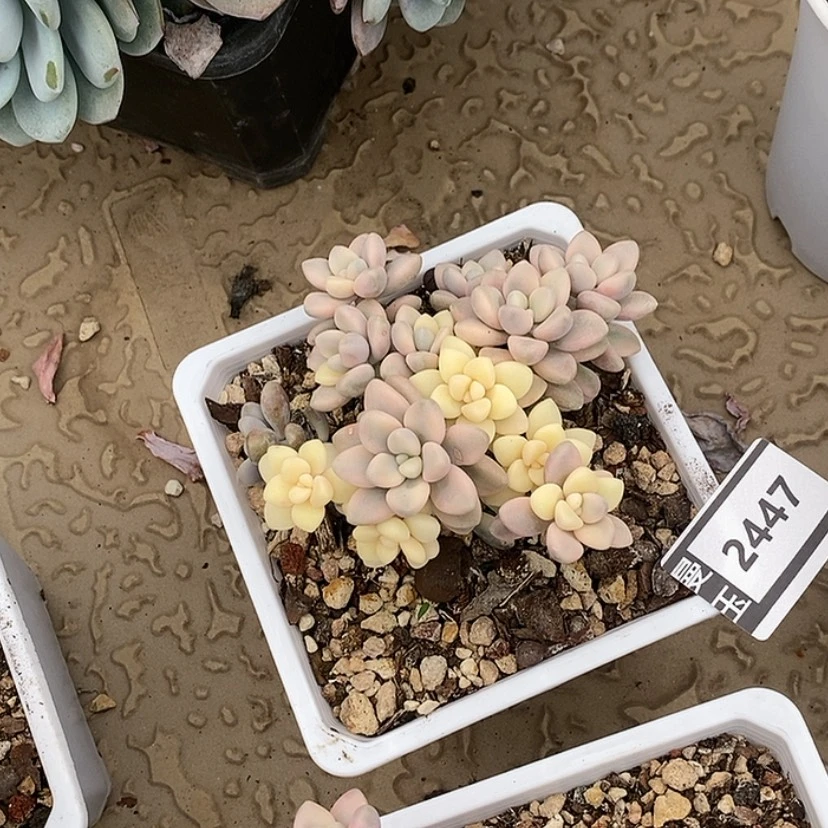 【闪购商品】艾伦锦2447