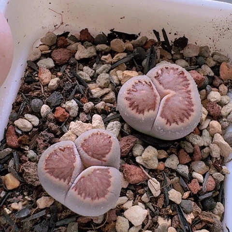 2129菊红窗菊花纹奔脱土发货
