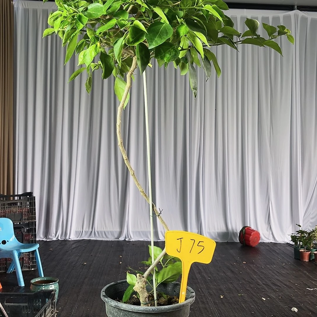 微***笑大部分花苞少量开放J75佩德罗