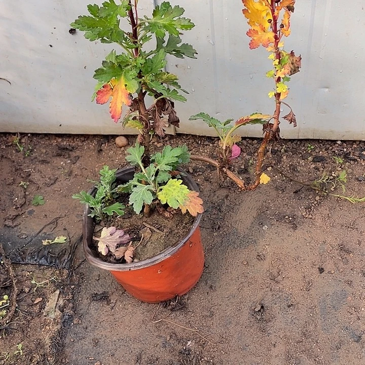 琳***恩完全开放20菊花菊花花花就菊花