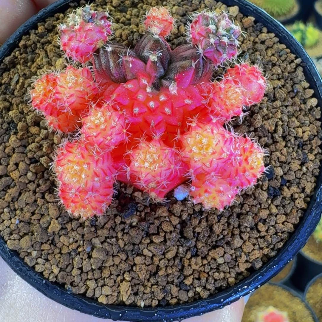 手捧花0000000000108