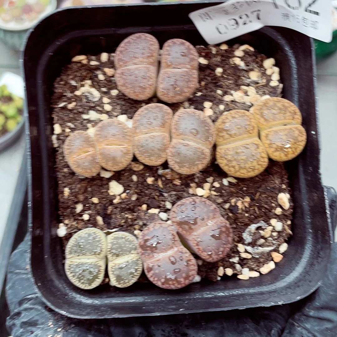 生石花满18包邮0927-182