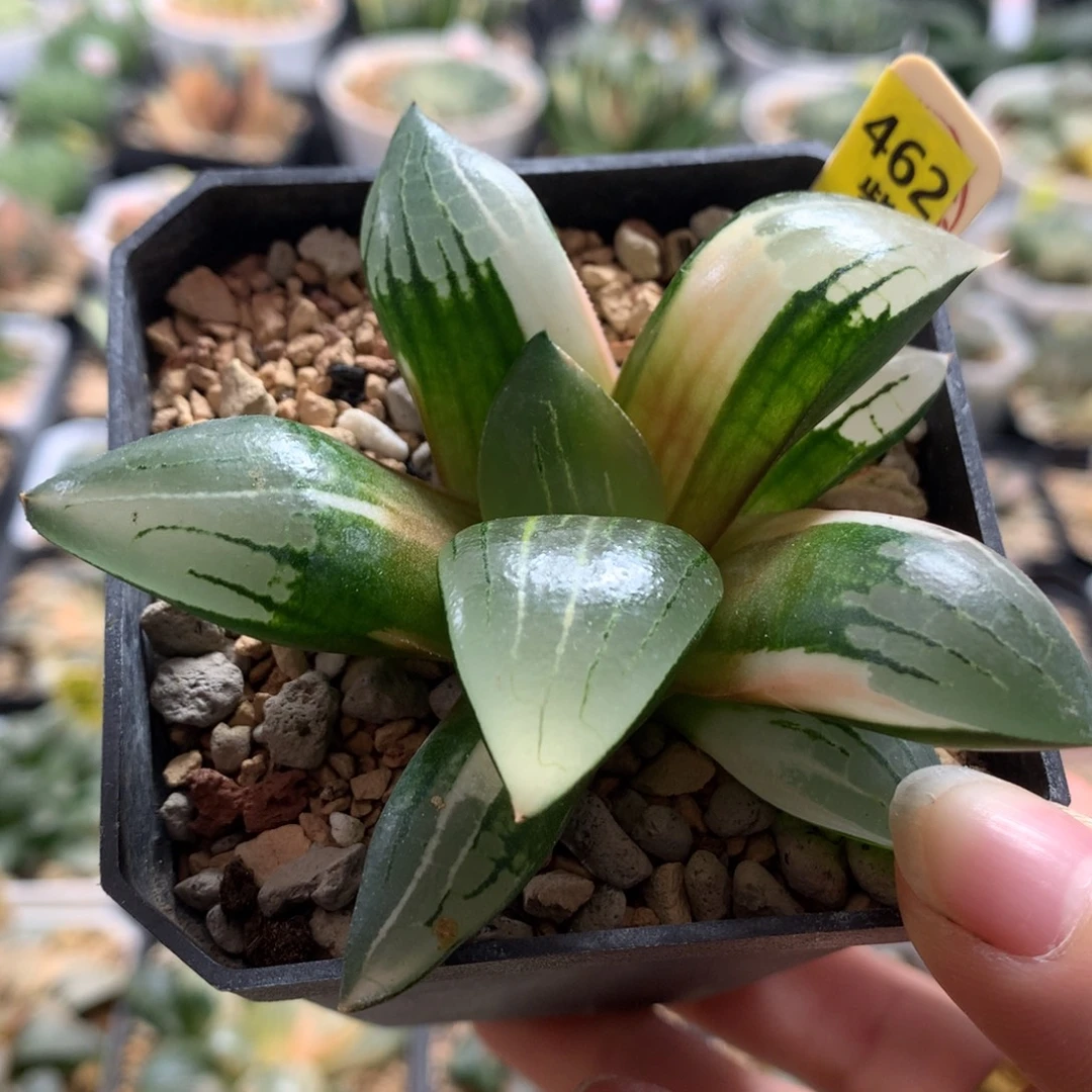 以实际为准462阿房宫