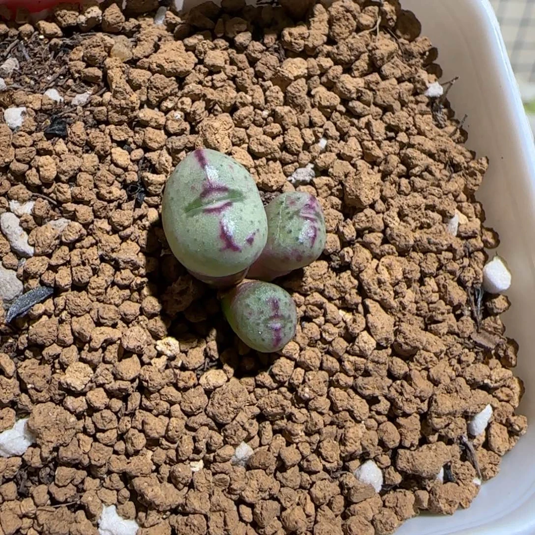 肉锥多肉植物组合-龙姬919