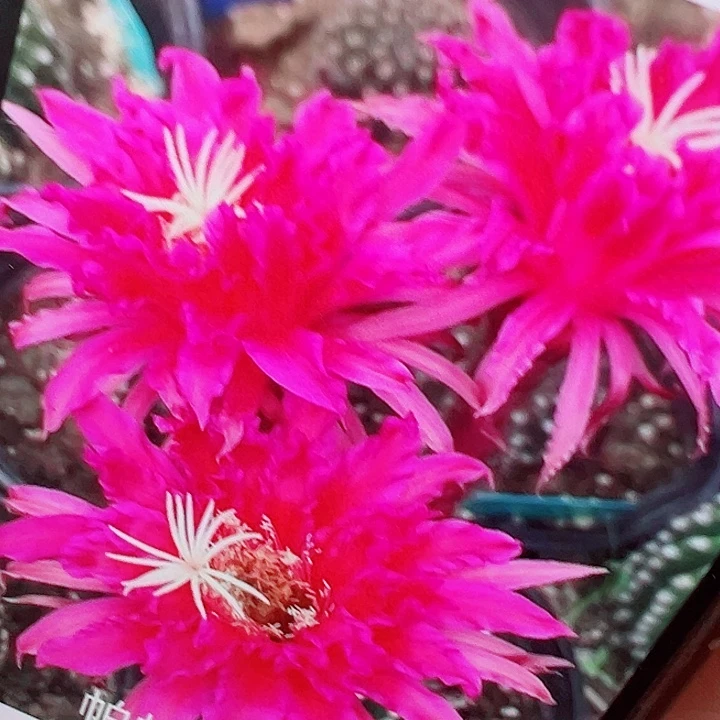 毛花柱 帕帕吉诺 有根 瑕疵 15厘米